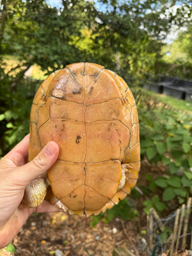 Albino Red-Eared Slider Adult Breeding Trio