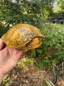 Albino Red-Eared Slider Adult Breeding Trio
