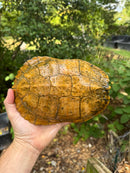 Albino Red-Eared Slider Adult Breeding Trio