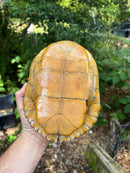 Albino Red-Eared Slider Adult Breeding Trio