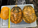 Albino Red-Eared Slider Adult Breeding Trio