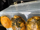 Albino Red-Eared Slider Adult Breeding Trio