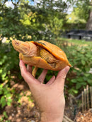 Albino Red-Eared Slider Adult Breeding Trio