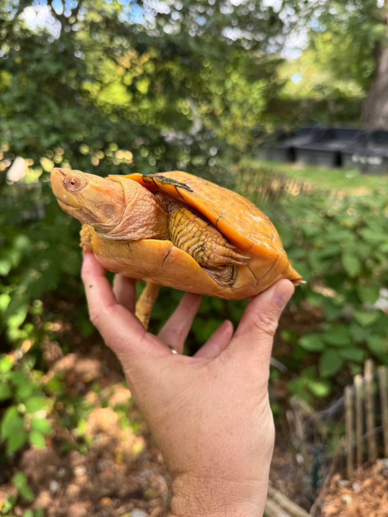 Albino Red-Eared Slider Adult Breeding Trio