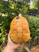 Albino Red-Eared Slider Adult Breeding Trio