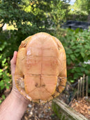 Albino Red-Eared Slider Adult Breeding Trio
