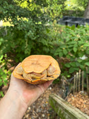Albino Red-Eared Slider Adult Breeding Trio