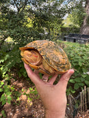 Albino Red-Eared Slider Adult Breeding Trio