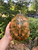 Albino Red-Eared Slider Adult Breeding Trio