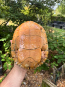 Albino Red-Eared Slider Adult Breeding Trio