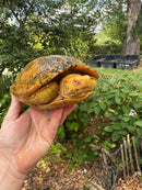 Albino Red-Eared Slider Adult Breeding Trio