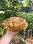 Albino Red-Eared Slider Adult Breeding Trio