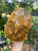 Albino Red-Eared Slider Adult Breeding Trio