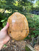Albino Red-Eared Slider Adult Breeding Trio