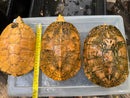 Albino Red-Eared Slider Adult Breeding Trio