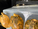 Albino Red-Eared Slider Adult Breeding Trio