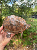 Pink Bellied Sideneck Turtle Adult Female