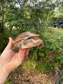 Pink Bellied Sideneck Turtle Adult Female
