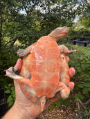 Pink Bellied Sideneck Turtle Adult Female