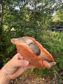 Pink Bellied Sideneck Turtle Adult Female