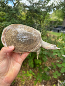 Hypo Translucent Florida Softshell