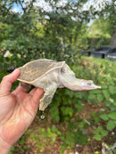 Hypo Translucent Florida Softshell