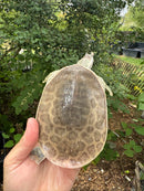 Hypo Translucent Florida Softshell