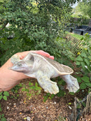 Hypo Translucent Florida Softshell