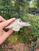 Hypo Translucent Florida Softshell