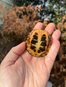 Spotted Turtle 2022 Female  (Clemmys guttata)