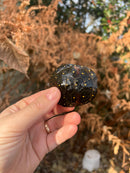 Spotted Turtle 2022 Female  (Clemmys guttata)