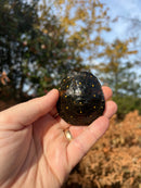 Spotted Turtle 2022 Female  (Clemmys guttata)