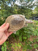 Hypo Translucent Florida Softshell