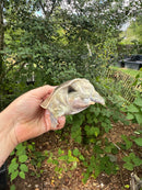 Hypo Translucent Florida Softshell