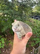 Hypo Translucent Florida Softshell