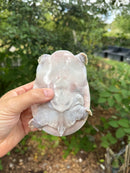 Hypo Translucent Florida Softshell