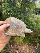 Hypo Translucent Florida Softshell