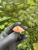 Paradox Albino Common Snapping Turtle 2025