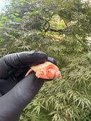 Paradox Albino Common Snapping Turtle 2025