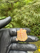 Paradox Albino Common Snapping Turtle 2025