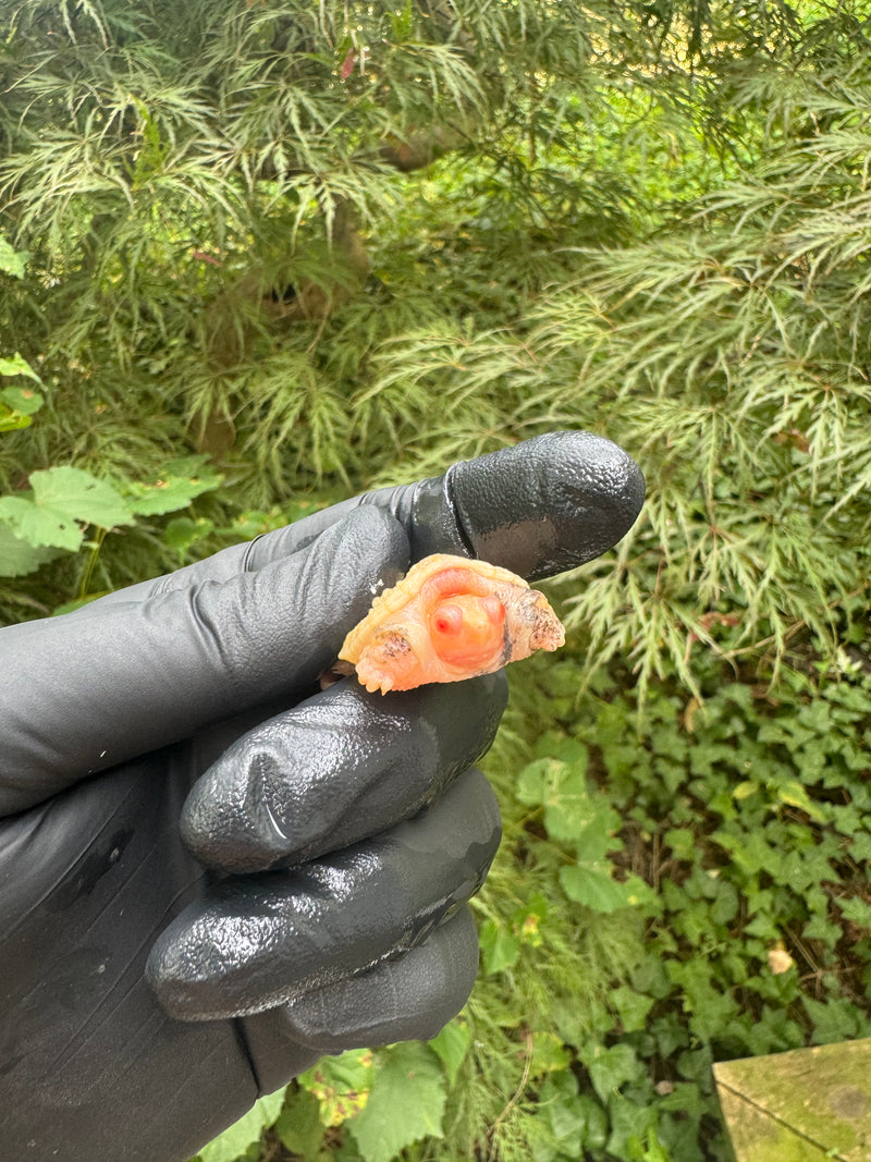 Paradox Albino Common Snapping Turtle 2025