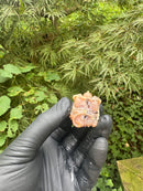 Paradox Albino Common Snapping Turtle 2025