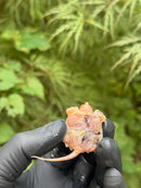 Paradox Albino Common Snapping Turtle 2025