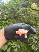 Paradox Albino Common Snapping Turtle 2025