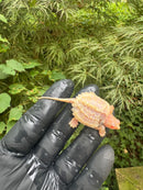 Paradox Albino Common Snapping Turtle 2025