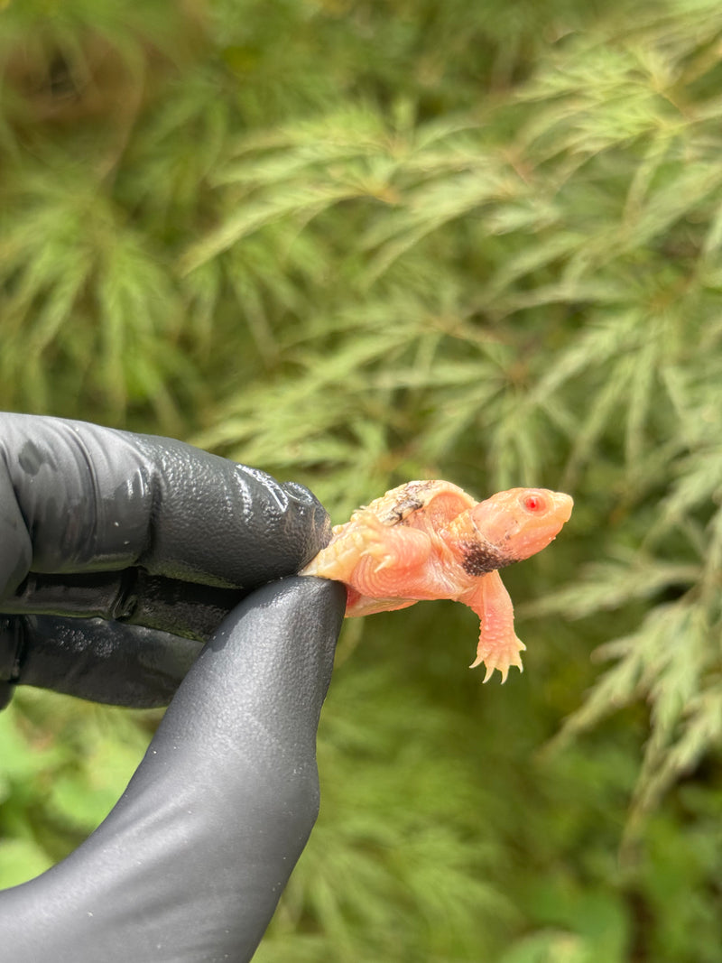 Paradox Albino Common Snapping Turtle 2025