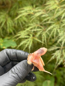Paradox Albino Common Snapping Turtle 2025