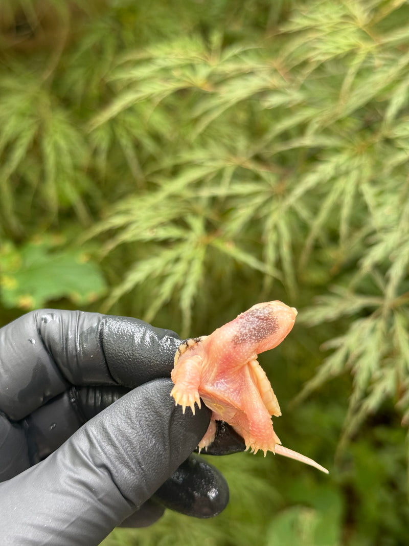 Paradox Albino Common Snapping Turtle 2025