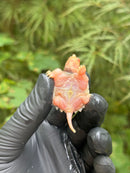 Paradox Albino Common Snapping Turtle 2025