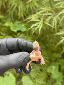 Paradox Albino Common Snapping Turtle 2025